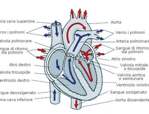 Cuore d’atleta